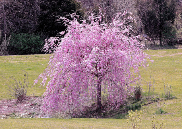 Trees Shrubs Plants Taylor Landscaping